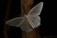 Jodis lactearia