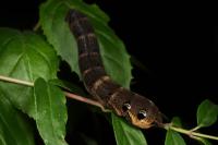 Deilephila elpenor