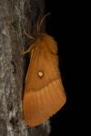 Lasiocampa quercus quercus