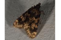 Aglossa caprealis