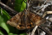 Euclidia glyphica