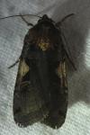 Xestia c-nigrum