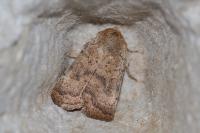 Hoplodrina octogenaria