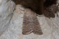 Hoplodrina ambigua