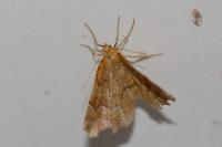 Cepphis advenaria
