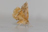 Cepphis advenaria