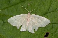 Hemithea aestivaria