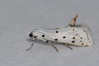 Myelois circumvoluta