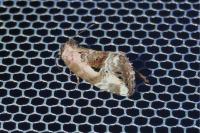Elaphria venustula
