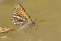 Isturgia limbaria limbaria
