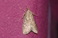 Aphomia sociella
