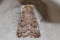 Hoplodrina octogenaria