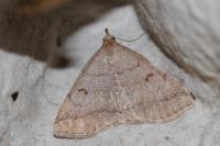 Zanclognatha lunalis