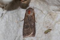 Agrotis segetum