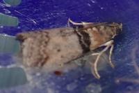 Sciota rhenella