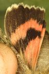 Catocala nupta