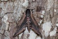 Sphinx ligustri