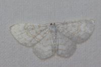 Asthena albulata