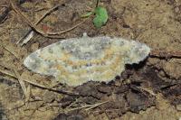 Charissa variegata