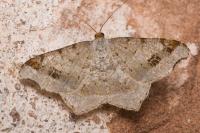 Macaria alternata