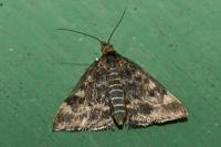 Pyrausta despicata