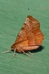 Selenia dentaria