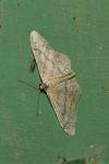 Idaea aversata