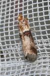 Acrobasis tumidana