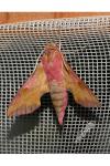 Deilephila porcellus