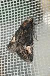 Aedia funesta