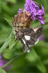 Aedia funesta