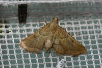 Endotricha flammealis