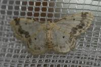 Idaea trigeminata