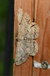 Hypomecis punctinalis