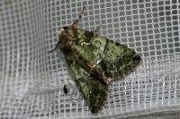 Polyphaenis sericata