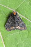 Catephia alchymista