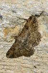 Peribatodes rhomboidaria rhomboidaria