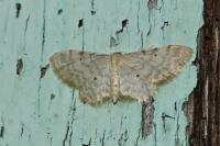 Idaea fuscovenosa