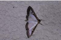 Cydalima perspectalis
