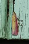 Oncocera semirubella