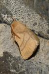 Malacosoma neustria