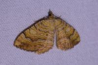 Camptogramma bilineata