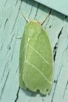 Bena bicolorana