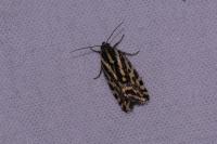 Emmelia trabealis