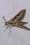 Hyles livornica