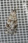 Scoparia basistrigalis