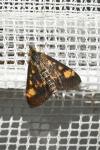 Pyrausta aurata