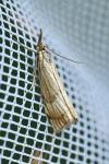Chrysocrambus linetella