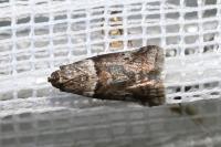 Acrobasis consociella