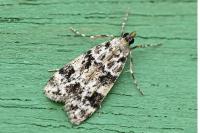 Eudonia delunella